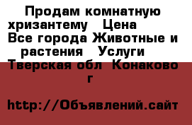 Продам комнатную хризантему › Цена ­ 250 - Все города Животные и растения » Услуги   . Тверская обл.,Конаково г.